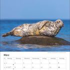 Kalender für März mit Feiertagen markiert. Bild zeigt eine Kegelrobbe auf einem Felsen im Meer.