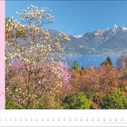 Frühlingstour am Lago Maggiore, Schweiz. Blühende Magnolien vor einem klaren See und schneebedeckten Bergen. März Kalender.