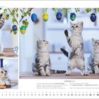 BRITISCH KURZHAAR, SILVER TABBY. Drei Katzen spielen mit bunten Eiern an einem Zweig. Tischkalender für März.