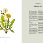 Löwenzahn (Taraxacum), Pflanzenporträt, Merkmale, Vorkommen, Verwendung, Ernte. Illustration: Löwenzahn mit Blättern und Blüten.