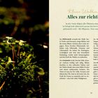 "Kleine Waldinspiration: Alles zur richtigen Zeit" beschreibt den Rhythmus der Pflanzen in den Jahreszeiten. Links Kleeblätter im Wald.