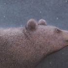 Ein Bär in einer Illustration schnuppert an einem Lichtball. Der Hintergrund ist dunkel und schneebedeckt.