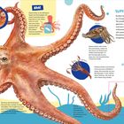 "Mit den Saugnäpfen hält der Oktopus Beutetiere fest. Superschlau, öffnet Schraubgläser. SUPER VIELE ARME! Illustrationen von Kraken und Tintenfischen."