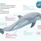 Perfekt angepasst: Wale und Delfine gleiten schnell durchs Wasser. Beschriftungen zeigen Fluke, Finne, Blasloch, Schnabel.