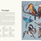 Titel: Eisvögel. Beschreibung: Verschiedene Eisvogelarten auf Ästen und im Flug. Illustrationen zeigen ihre bunte Gefiederpracht.