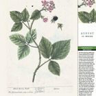 Text: "AUGUST 33. WOCHE BROMBEERE Rubus fruticosus". Illustration: Brombeerzweig mit Blättern, Blüten und Beeren.