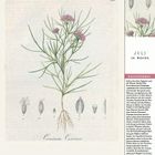 Texte: "Juli", "28. Woche", "Kreuzkümmel", "Cuminum Cyminum", Wochentage 12-18.

Illustration einer Pflanze mit rosa Blüten und Samen.
