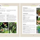 Hülsenfrüchte und Blattgemüse. Sorten, Aussaat, Standort, Pflege und Ernte für Busch- und Schmuckbohnen, Pflücksalat, Schnittsalat, Rucola.