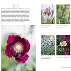 Purpur, Schwarze Johannisbeere und Rosa: Blumensorten wie Schachblume, Leinkraut, und Tulpe. Fotos und Beschreibungen der Pflanzen.