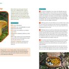 Echte Pfifferlinge. Komfortzone: Boden sauer, Lebensraum Laub- und Nadelwälder. Masterplan: Überblick Niederschläge.