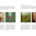 Verdächtige: Faktencheck und detaillierte Täterbeschreibung. Links: "Gemeine Feuerwanze", Mitte: "Roter Weichkäfer", Rechts: "Lilienhähnchen", "Scharlachroter Feuerkäfer".