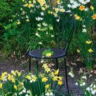 März 2027. Ein Garten voller gelber und weißer Narzissen, ein leerer schwarzer Stuhl, blühende Bäume im Hintergrund.