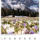 Kalenderabschnitt März 2027. Foto: Blühende Krokusse auf einer Wiese, dahinter verschneite Berge und Nadelbäume.