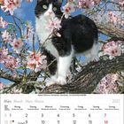 Kalenderseite für März 2027 zeigt eine Katze auf blühendem Baum mit rosa Blüten unter blauem Himmel.