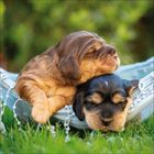 Zwei süße Welpen schlafen auf einer blauen Hängematte im Freien, umgeben von grünem Gras.