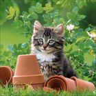 Ein Kätzchen sitzt im Garten zwischen umgekippten Tontöpfen und blühenden, grünen Sträuchern.