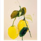 Text unten: Zahlen 3 und 2024. Aquarell-Illustration von zwei Zitronen an einem Zweig mit grünen Blättern.