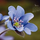 März-Kalender mit blauer Blume im Fokus, umgeben von unscharfem Hintergrund in warmen Tönen.