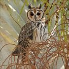 Ein Uhu mit großen, dunklen Augen sitzt zwischen dünnen, braunen Zweigen im Sonnenlicht.