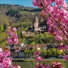 Keine Texte vorhanden. Ein Schloss thront auf einem bewaldeten Hügel, umrahmt von blühenden Kirschblüten, mit Fluss im Vordergrund.