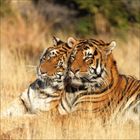 Zwei Tiger liegen im trockenen Gras, ihre Köpfe sind eng aneinander gelehnt. Die Szene wirkt ruhig und harmonisch.