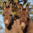 Ein junger Esel steht auf einer grünen Wiese unter einem blühenden Baum, bei blauem Himmel im Hintergrund.