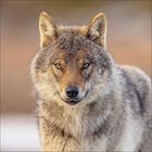 Ein Wolf mit grauem Fell steht inmitten von Gras und Pflanzen, schaut direkt nach vorne, umgeben von verschwommenem Grün.