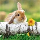 Ein Kaninchen sitzt auf einem Birkenstamm, daneben eine Löwenzahnblüte, im Hintergrund unscharfes grünes Gras.