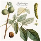 Text: "Juglans regia, Fam. Juglandaceae." Detaillierte botanische Illustration eines Walnussbaums mit Blättern und Walnuss.