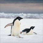 Zwei Pinguine in einer schneebedeckten Landschaft mit unscharfem Ozean im Hintergrund.