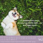Zitat: "Alle HUNDEBESITZER denken, sie hätten den BESTEN HUND – und ALLE HABEN RECHT!" Ein freudiger Hund liegt im Gras.