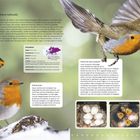 Rotkehlchen: Länge 12,5-14 cm, Spannweite 20-22 cm. Lebt in Wäldern und Gärten. Mythen, Magnetfeld-Sinn. Eier, Jungvögel abgebildet.