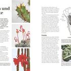 "Blüten und Früchte" steht oben. Es folgt ein Text über die Blüte und Fruchtbildung von Kakteen, begleitet von Fotos dieser.