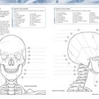 Text: "Kopf und Hals: Die wichtigsten knöchernen Strukturen...".

Links: frontale Schädelansicht; rechts: Seitenansicht, beide nummeriert.