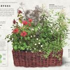 "Kräutertees" beschreibt delikate Tees aus Kräutern wie Zitronenmelisse, Fenchel, Minze, Majoran, in einem Weidenkorb dargestellt.