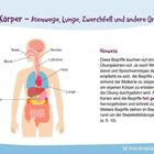 "Mein Körper - Atemwege, Lunge, Zwerchfell und andere Organe." Illustration zeigt Organe mit Labels: Nase, Mund, Rachen.