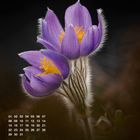 März, Kalender mit Zahlen, Blume mit lilafarbenen Blüten und gelben Staubblättern, dunkler Hintergrund.