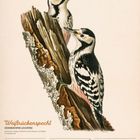 "Weißrückenspecht (Dendrocopos leucotos), Januar 2027, Woche 01." Zwei Spechte auf einem Baumstamm, farbige Illustration.