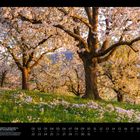 03 KIRSCHBLÜTE IM NEIDLINGER TAL AUF DER SCHWÄBISCHEN ALB. Blühende Kirschbäume auf einer grünen Wiese im Sonnenlicht.