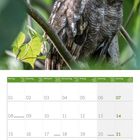 Kalender für März 2027 mit Datum, Feiertagen und Notizzeilen. Ein Uhu sitzt auf einem Ast im Hintergrund.