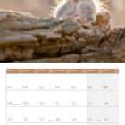 Kalender für März 2027, Tage auf Deutsch und Englisch; darüber ein Erdmännchen mit hellem Hintergrund.