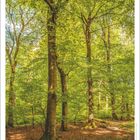 Zitat: "Das Erlebnis eines Frühlingswaldes kann dich mehr über den Menschen lehren..." Kalenderansicht März 2027.