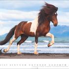 3. März, Oster Montag. Ein braun-weißes Pferd galoppiert am Strand vor einer Kulisse aus Meer und Bergen.