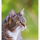 Kalender, März 2027. Wochenbeginn Montag. Nahaufnahme einer Katze mit grünem Hintergrund.