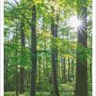 Kalender März 2027. Sonniger Wald mit grünen Bäumen und einem Lichtstrahl zwischen den Blättern.