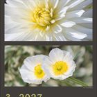 3 · 2027. Kalenderseite mit Fotos von Schneeglöckchen, einer gelben Blüte und zwei weißen Blüten mit gelber Mitte.