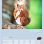 Zitat: "In jedem ist etwas Kostbares, das in keinem anderen ist." Martin Buber. Kalender für März 2027. Rotes Eichhörnchen.