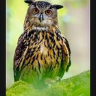 Kalenderseite für März mit großem "3". Ein Uhu sitzt auf moosbedecktem Boden vor unscharfem, grünem Hintergrund.