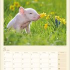 Kalenderseite. "3 2027" steht oben. Ein Ferkel schnuppert an gelben Blumen im Gras.