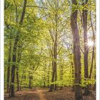 3 | 2027. Kalenderblatt mit Waldszene. Sonnenlicht strömt durch grüne Bäume. Ruhiger Waldpfad im Frühlingslicht.